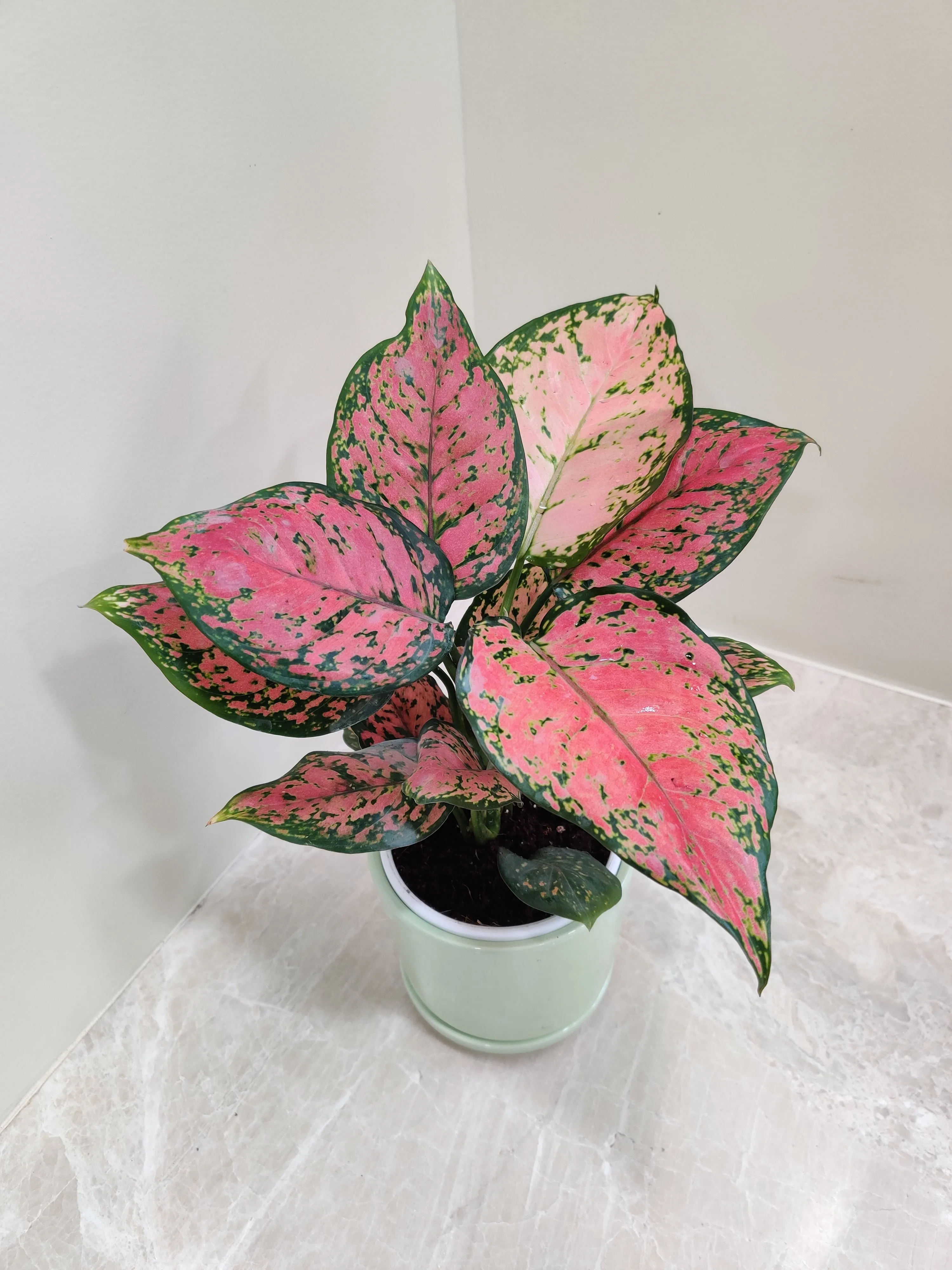 Aglaonema Anjuman Corporate Gift Plant