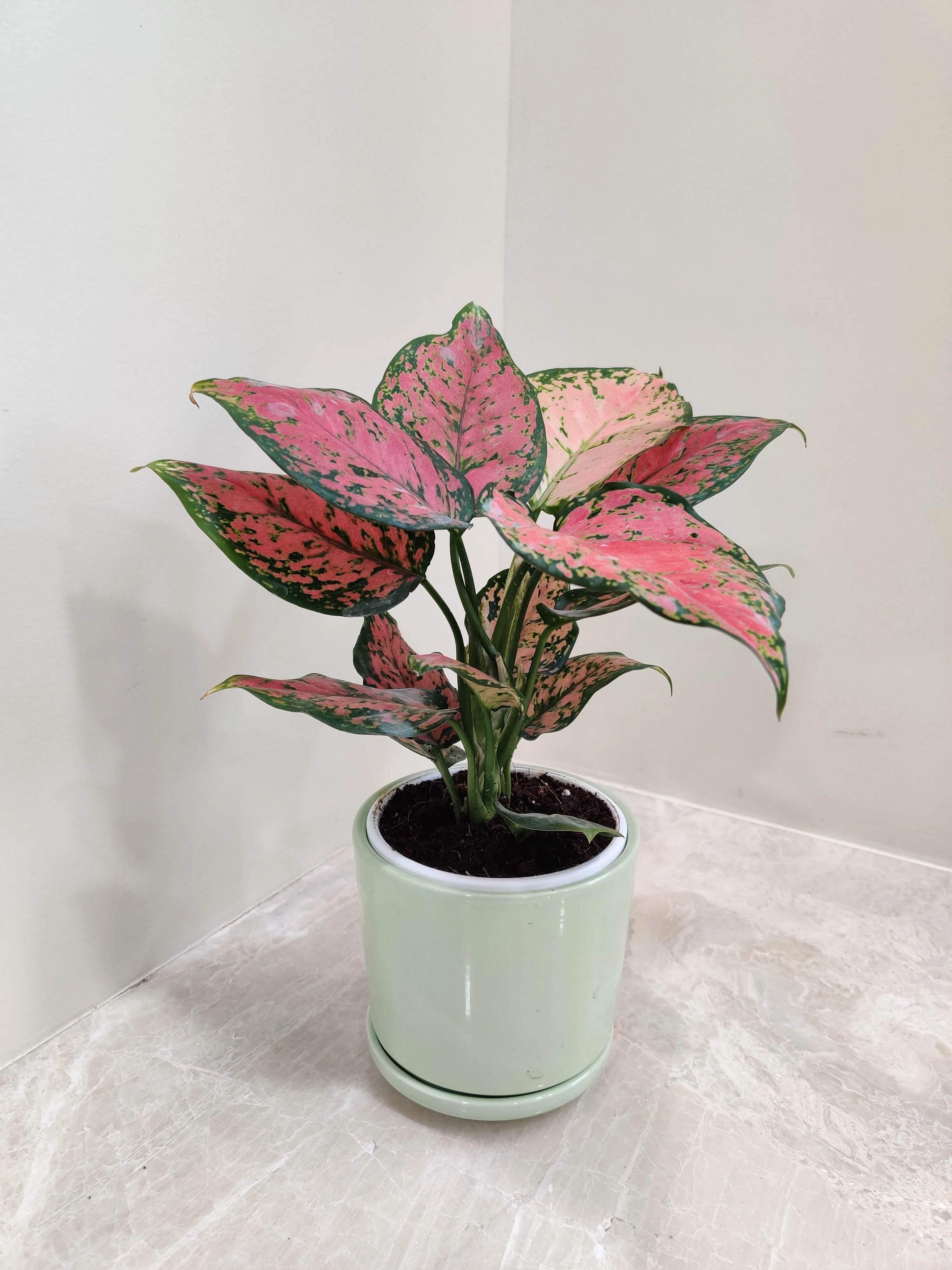 Aglaonema Anjuman Corporate Gift Plant