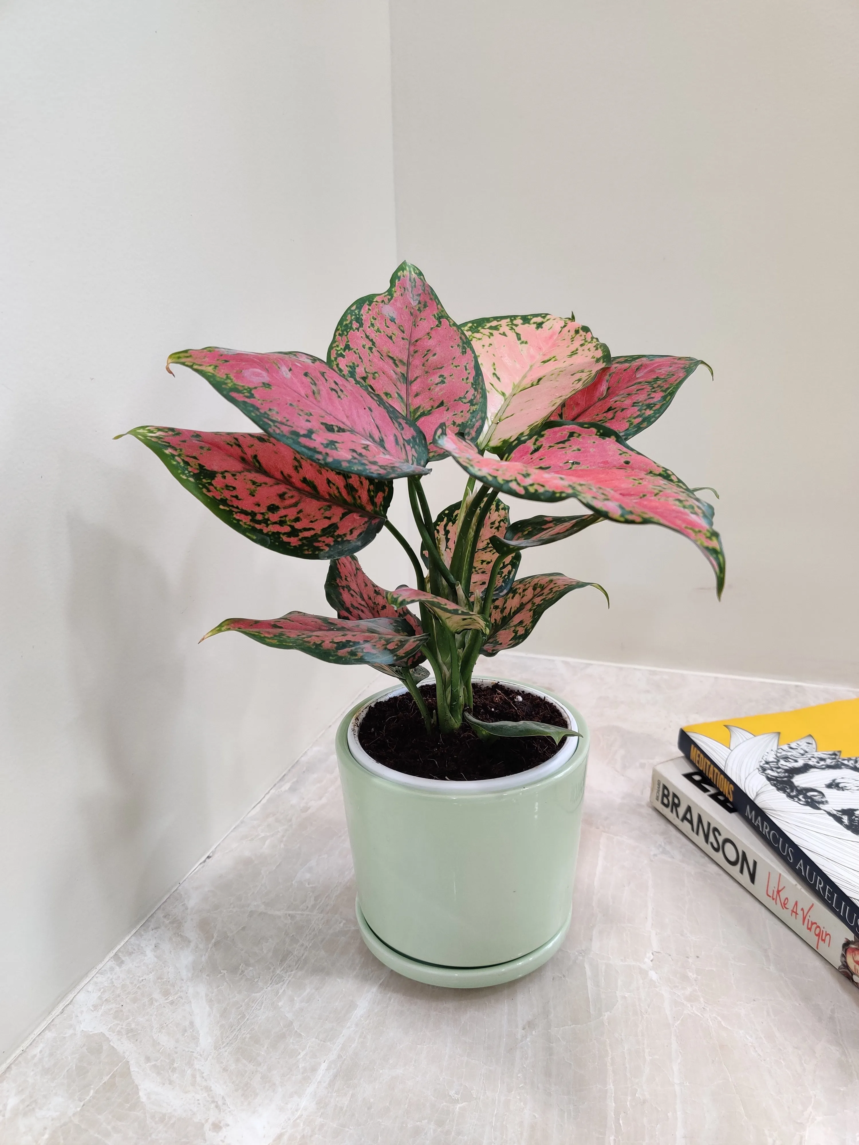 Aglaonema Anjuman Corporate Gift Plant