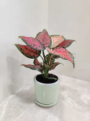 Aglaonema Anjuman Corporate Gift Plant