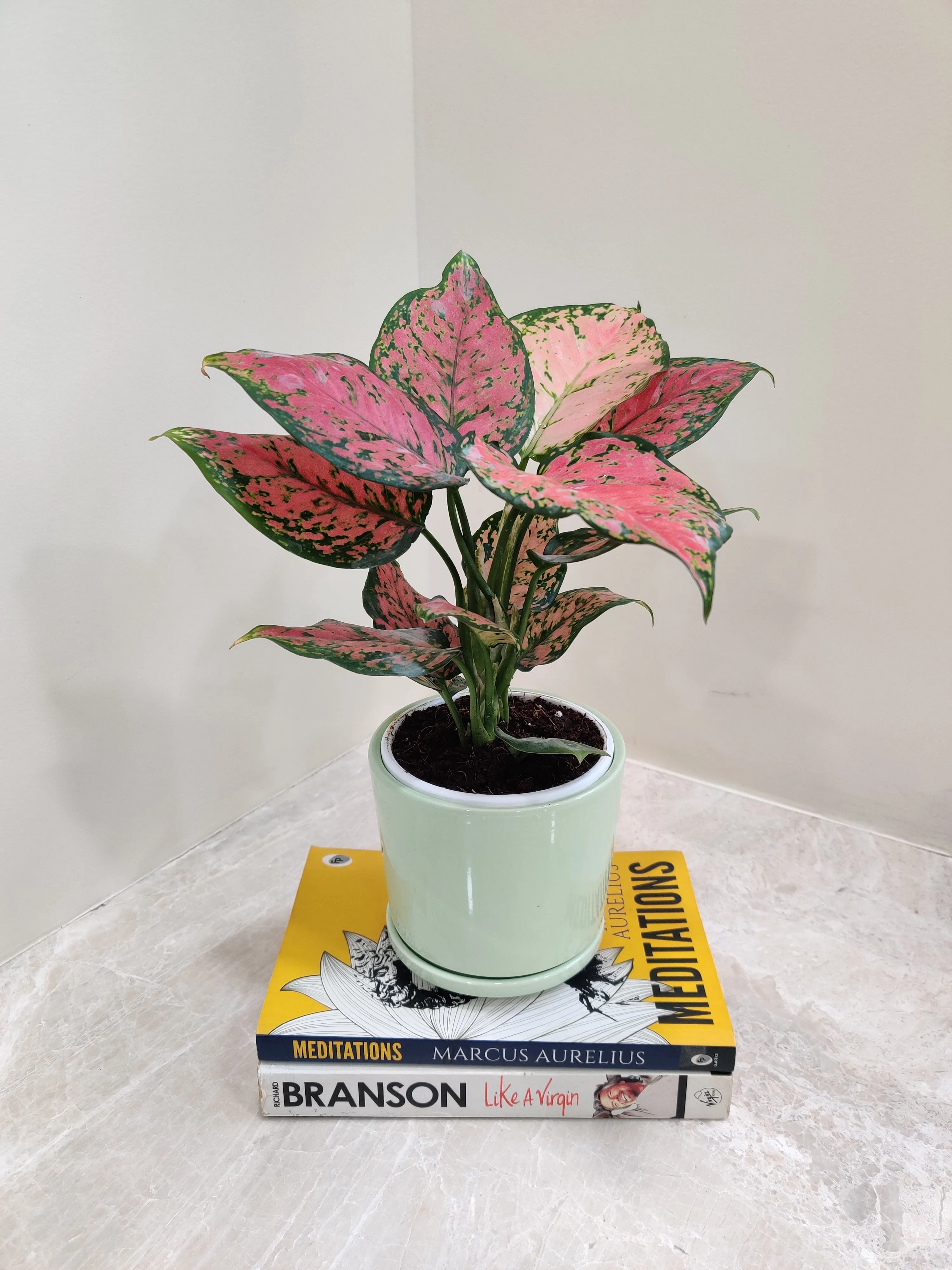 Aglaonema Anjuman Corporate Gift Plant