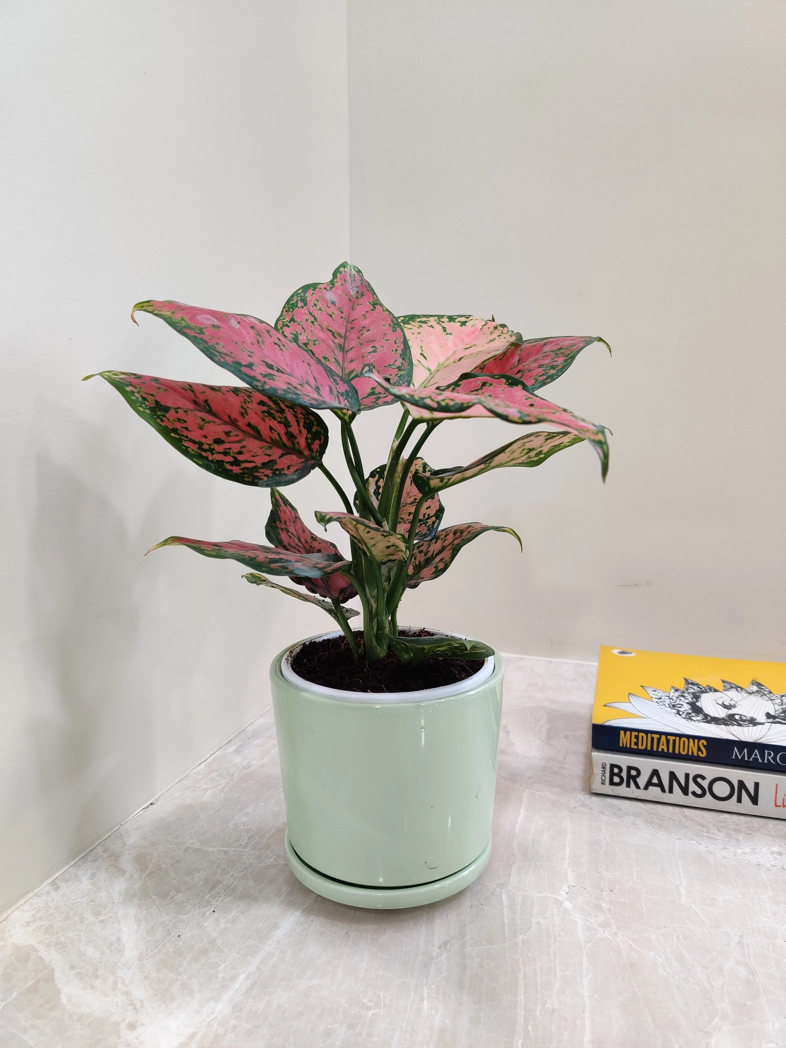 Aglaonema Anjuman Corporate Gift Plant