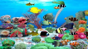 Jewels of the Red Sea [Download]